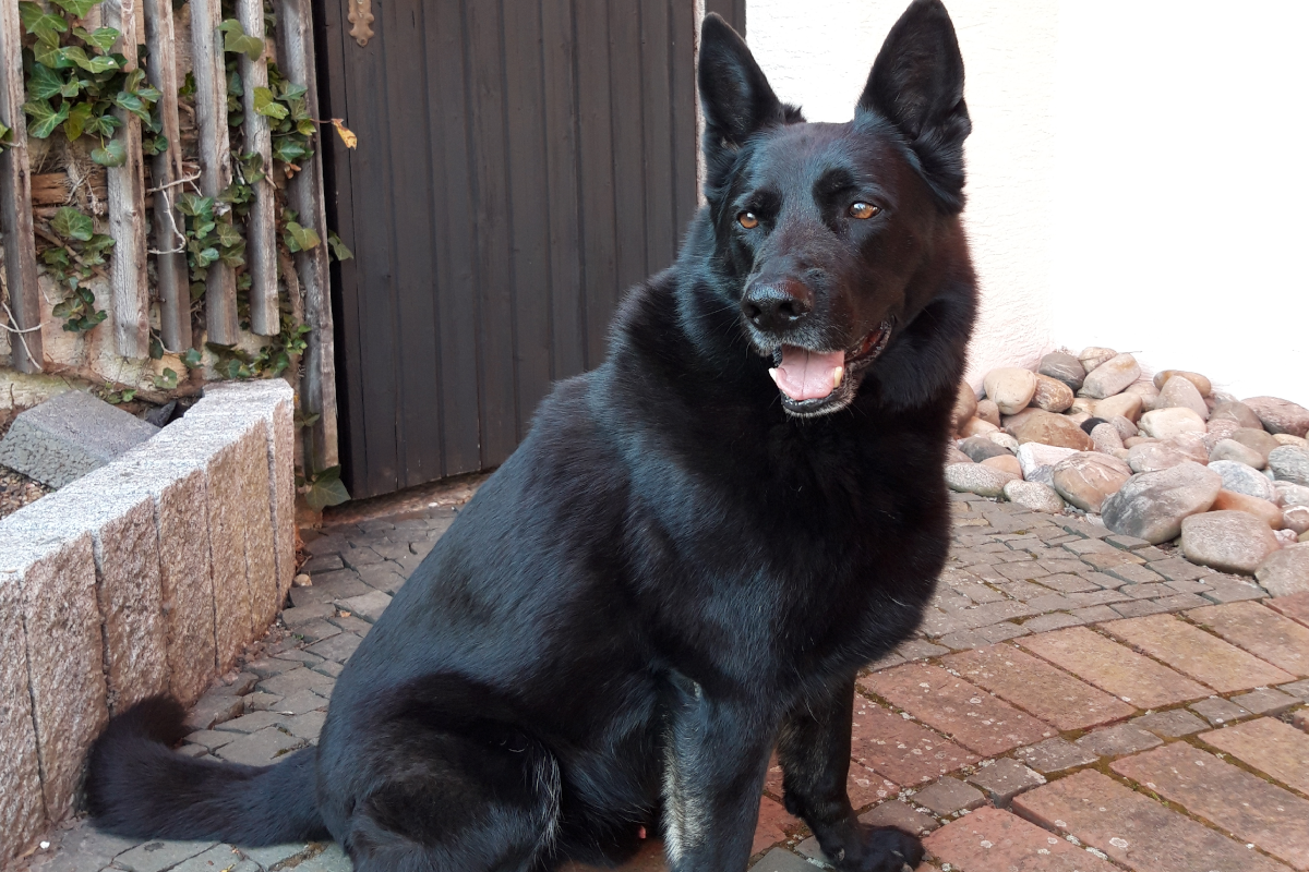 Dell - Firmenhund