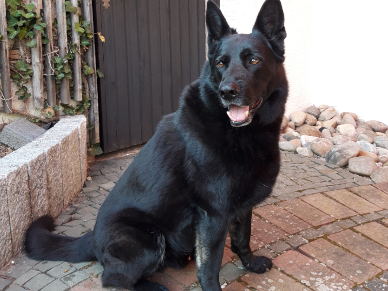 Dell - Firmenhund